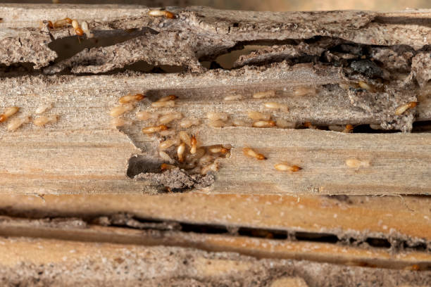 Seaside Park, NJ Pest Control Company